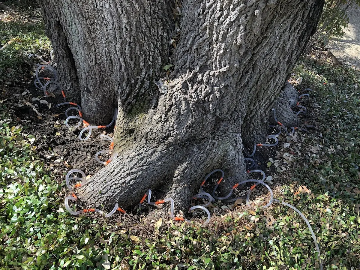 Detailed Shrub and Hedge Trimming job site in Devils Tower