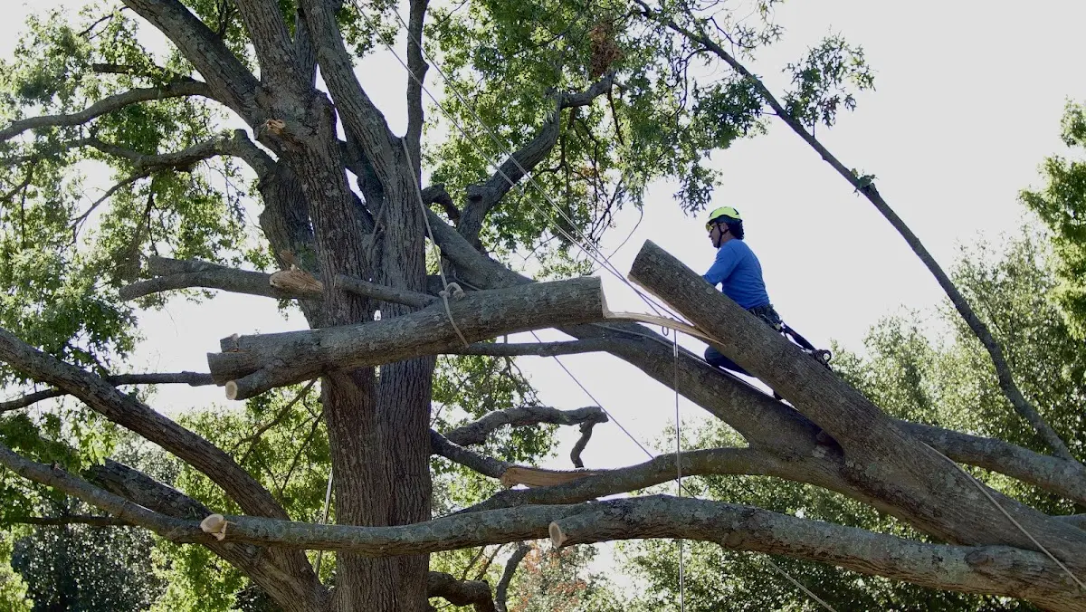 Professional Crown Thinning performed by certified arborists in Devils Tower